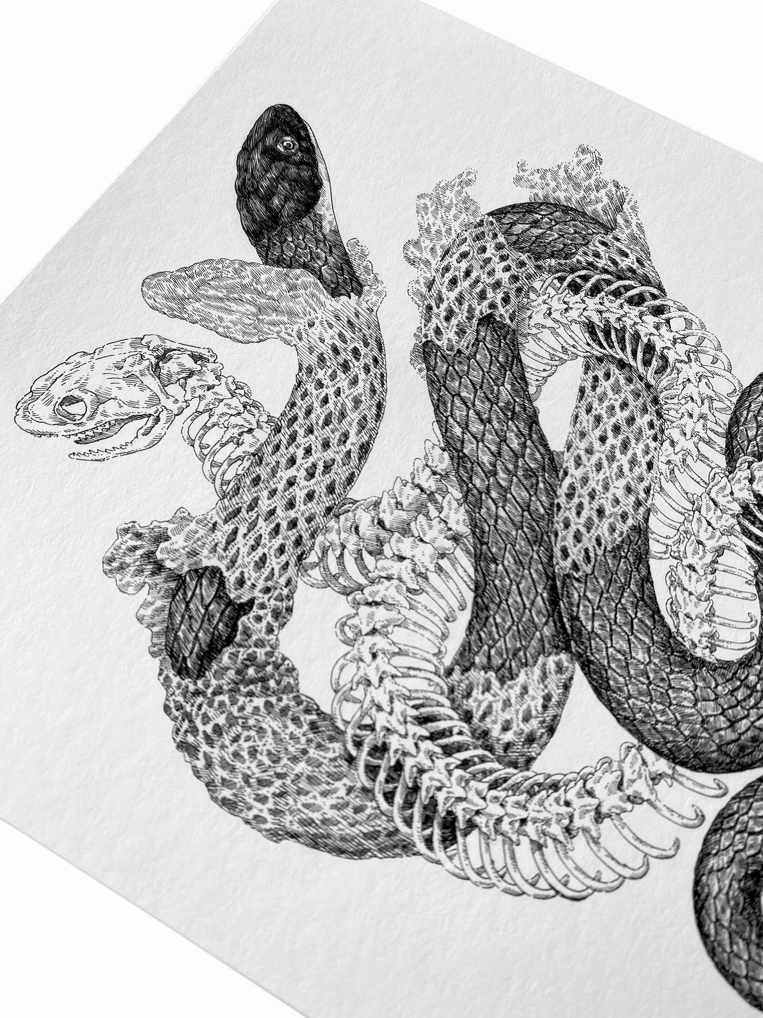 K*様 Zoe Keller 版画 Life Cycle' Print — Zoe Keller